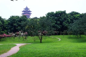  Forest grassland